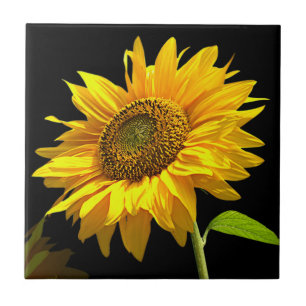 Carreau Tournesol lumineux sur l'arrière - plan noir