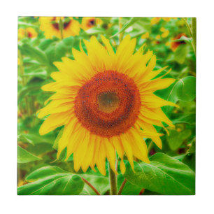 Carreau Tournesol Pays Jaune Vert Été Floral