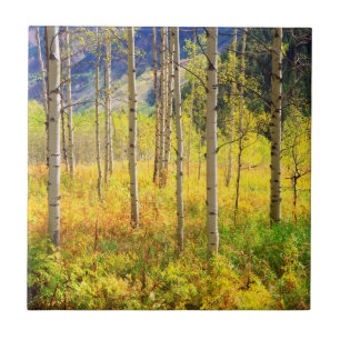 Carreau Trembles en automne dans les Rocheuses
