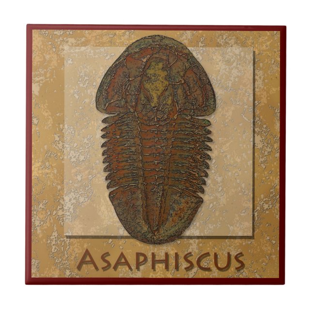 Carreau Trilobite fossile Asaphiscus (Devant)