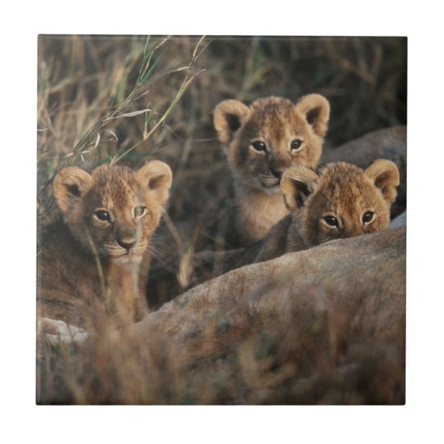 Carreau Trio de Lion Cubs with Mother (Devant)