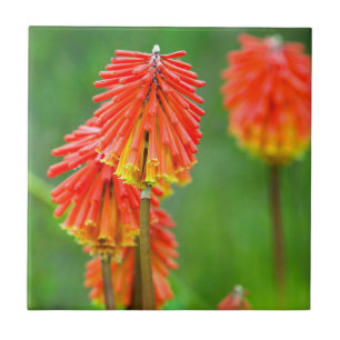 Carreau Tritome (Kniphofia Uvaria), Cap-Occidental