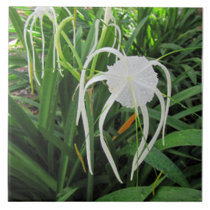 Carreau Trivet en céramique marécage Lily 6 x6