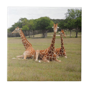 Carreau Trois girafe à Fossil Rim