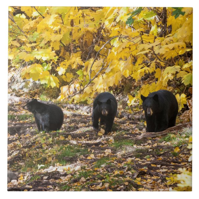 Carreau Trois ours (Devant)