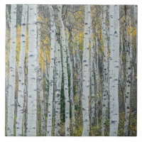 Troncs d'arbres Trembles | Aspen, Colorado