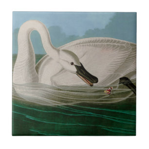 Carreau Trumpeter Swan Birds of America Audubon Print