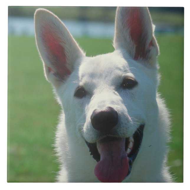 Carreau Tuile blanche de chien de berger allemand (Devant)