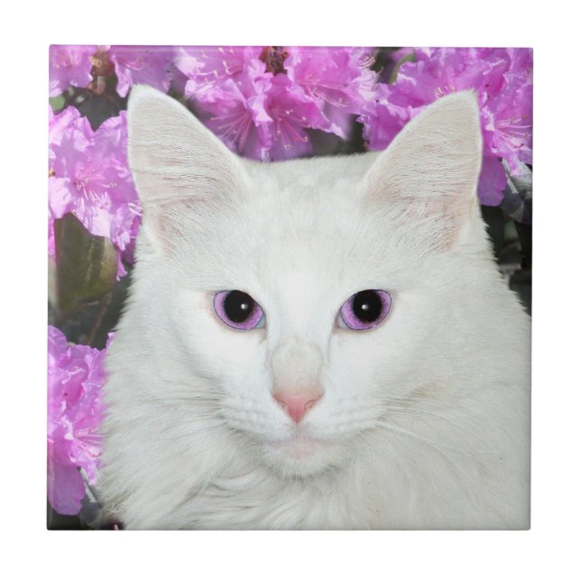 Carreau Tuile blanche de visage de chat (Devant)