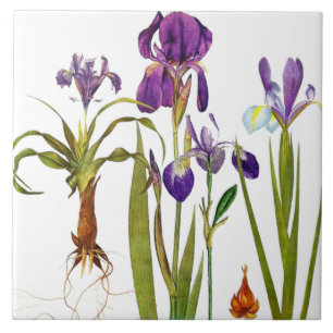 Carreau Tuile botanique de fleur de jardin floral d'iris