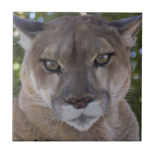 Carreau Tuile d'attaque de puma