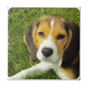 Carreau Tuile de beagle