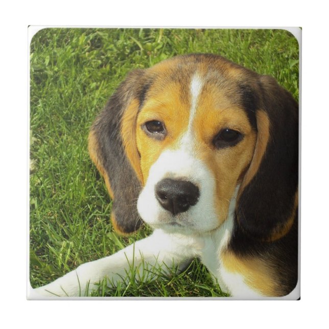 Carreau Tuile de beagle (Devant)