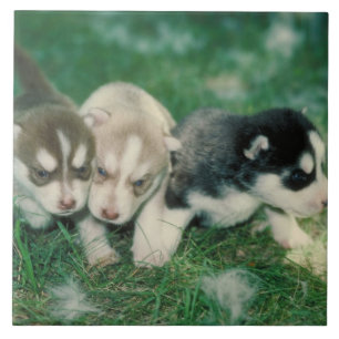Carreau Tuile de chiots de chien de traîneau sibérien