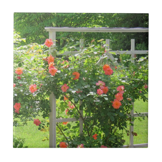 Carreau Tuile de corail de l'ouest (Devant)