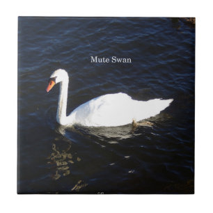 Carreau Tuile de cygne muet