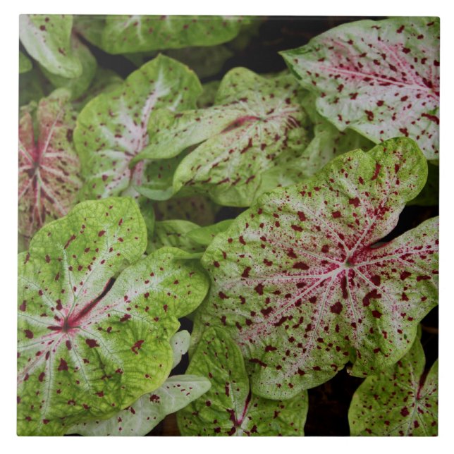 Carreau Tuile de Gingerland de Caladium (Devant)
