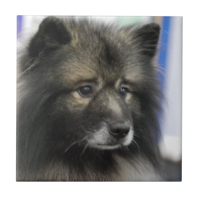 Carreau Tuile de Keeshond (Devant)