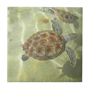 Carreau Tuile de tortue