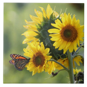 Carreau Tuile de tournesols de jaune de papillon de
