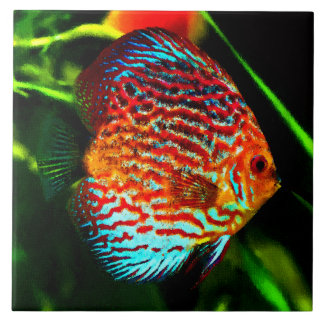 Carreau Tuile décorative de poissons d'aquarium de disque