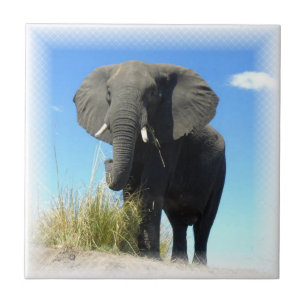 Carreau Tuile d'éléphant africain