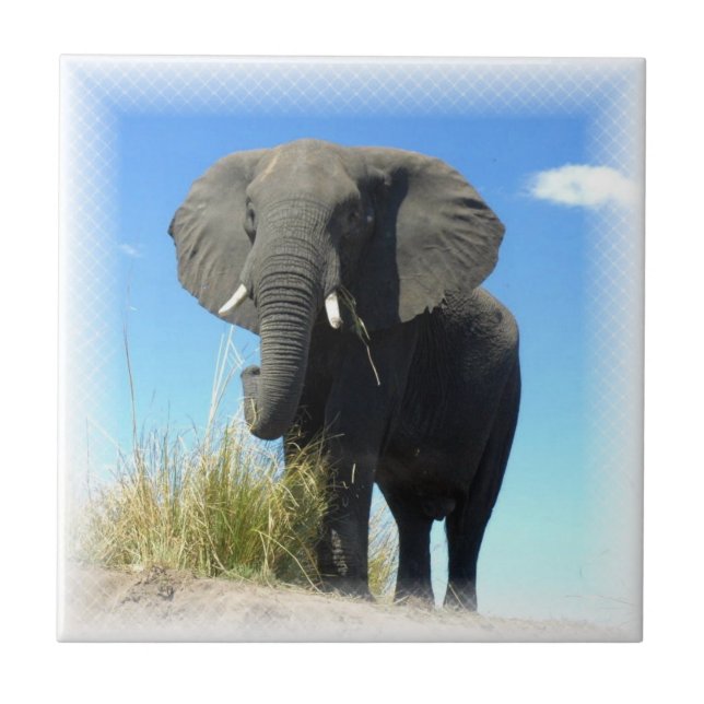 Carreau Tuile d'éléphant africain (Devant)