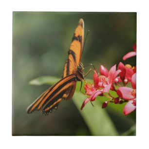 Carreau Tuile en céramique à fleurs de papillon