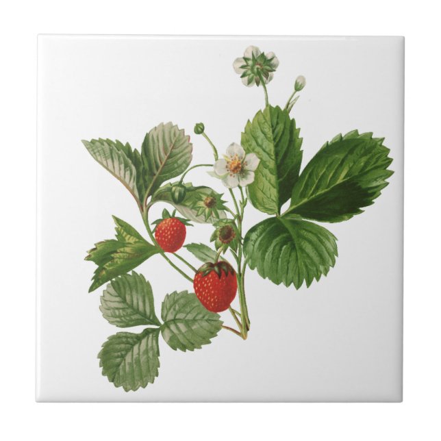 Carreau Tuile en céramique de fraise vintage (Devant)