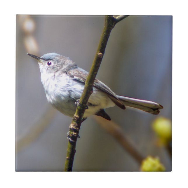 Carreau Tuile en céramique de photo de Gnatcatcher (Devant)