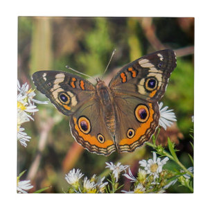 Carreau Tuile en céramique de photo de papillon commun de