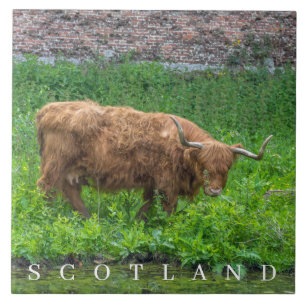 Carreau Tuile en céramique Highland Cow