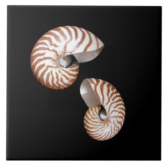 Carreau Tuile en céramique Nautilus (Devant)