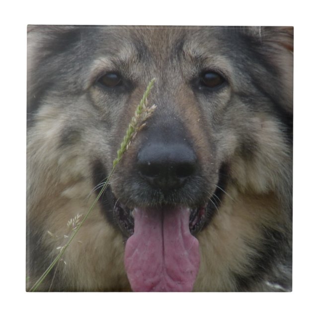 Carreau Tuile finlandaise de Lapphund (Devant)
