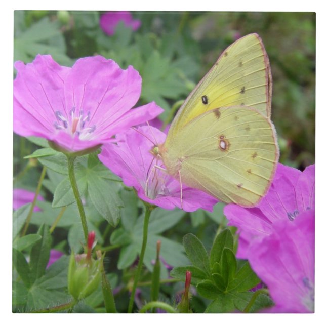 Carreau Tuile jaune de papillon (Devant)