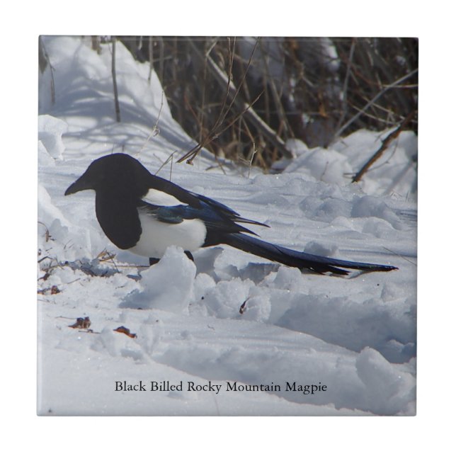 Carreau Tuile noire Billed Rocky Mountain Magpie (Devant)