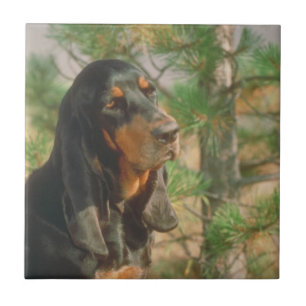 Carreau Tuile noire et bronzage de Coonhound