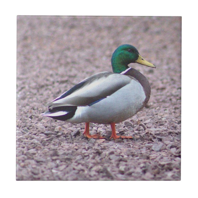 Carreau Tuile photo Mallard Duck (Devant)