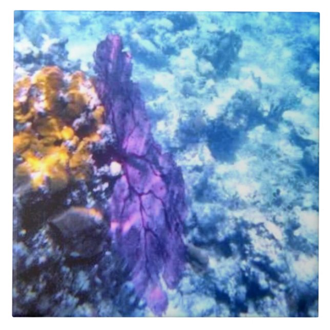 Carreau Tuile pourpre de fan de mer (Devant)