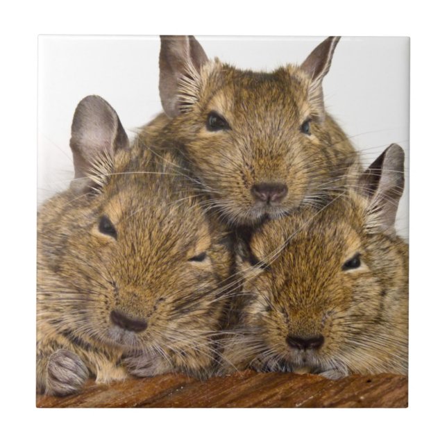 Carreau Tuile somnolante de trio de Degu (Devant)