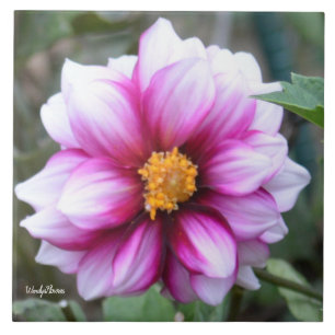 Carreau Tuiles en céramique avec dahlia rose et blanc