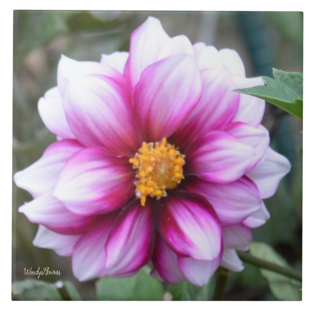 Carreau Tuiles en céramique avec dahlia rose et blanc (Devant)