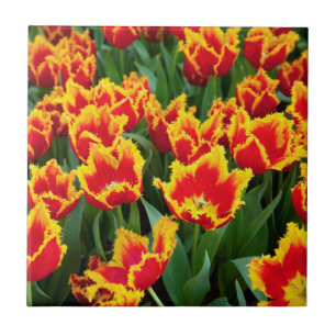 Carreau Tulipa Fabio, Keukenhof, Pays-Bas