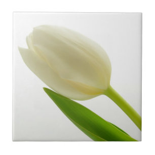 Carreau Tulipe blanche simple