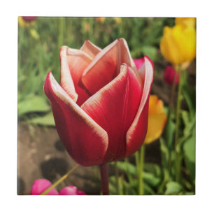 Carreau Tulipe Leen Van Der Mark, Oregon