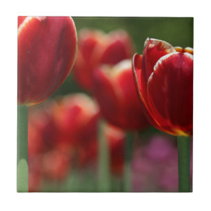 Carreau Tulipes