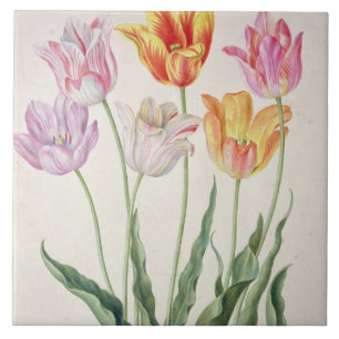 Carreau Tulipes, du "Florilegium de Nassau" (la semaine