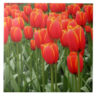 Carreau Tulipes rouges