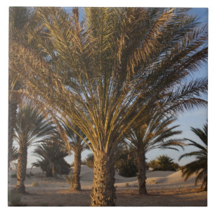 Carreau Tunisie, désert du Sahara, Douz, Grande Dune, palm