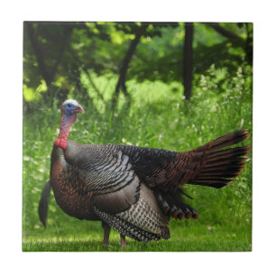 Carreau Turquie sauvage mâle mature Afficher des plumes
